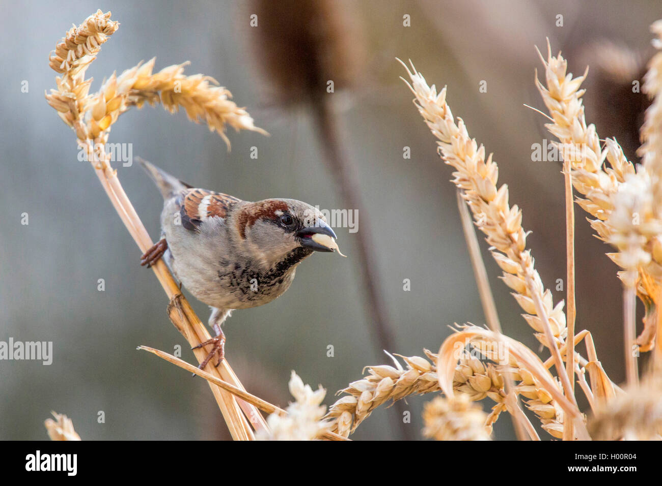 Casa passero (Passer domesticus), si alimenta di un orecchio di frumento, in Germania, in Baviera, Niederbayern, Bassa Baviera Foto Stock
