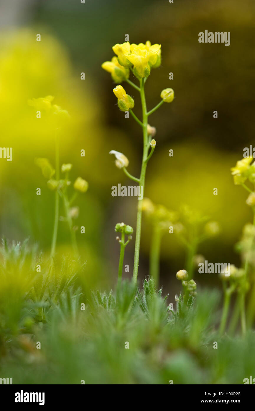 Draba dei Carpazi (Draba lasiocarpa), fioritura, Austria, BG_DA Foto Stock