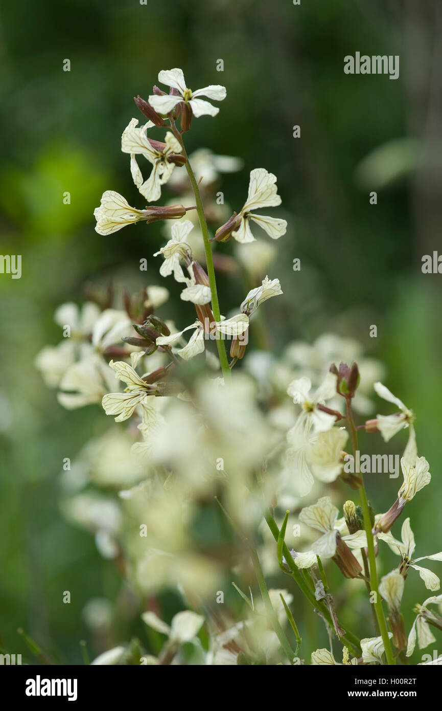 Rocket sallad (Eruca sativa), fioritura Foto Stock