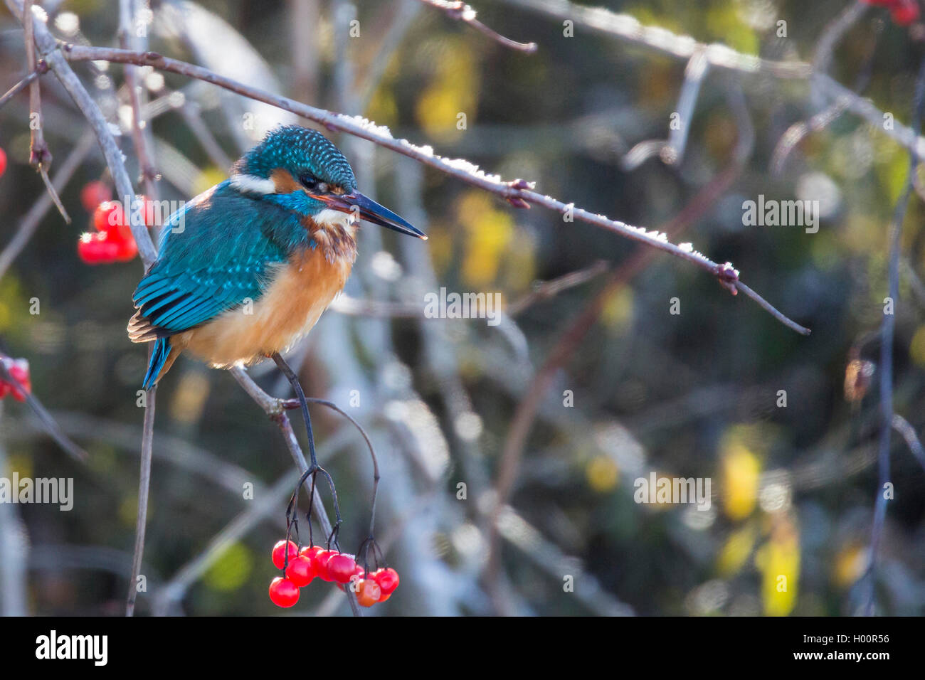 Eisvogel (Alcedo atthis), sitzt neben Beeren des Schneeball-Strauches, Deutschland, Bayern, Niederbayern | river kingfisher (Alc Foto Stock