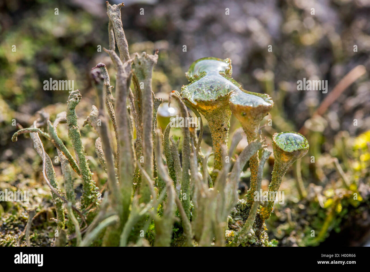 Pixie-cup lichen (Cladonia fimbriata), con dewdrops, in Germania, in Baviera, Niederbayern, Bassa Baviera Foto Stock