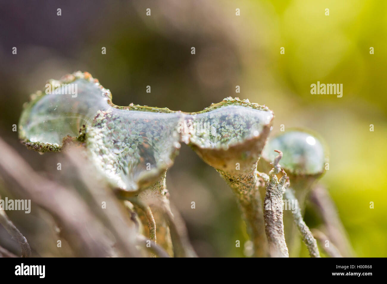 Pixie-cup lichen (Cladonia fimbriata), con dewdrops, in Germania, in Baviera, Niederbayern, Bassa Baviera Foto Stock