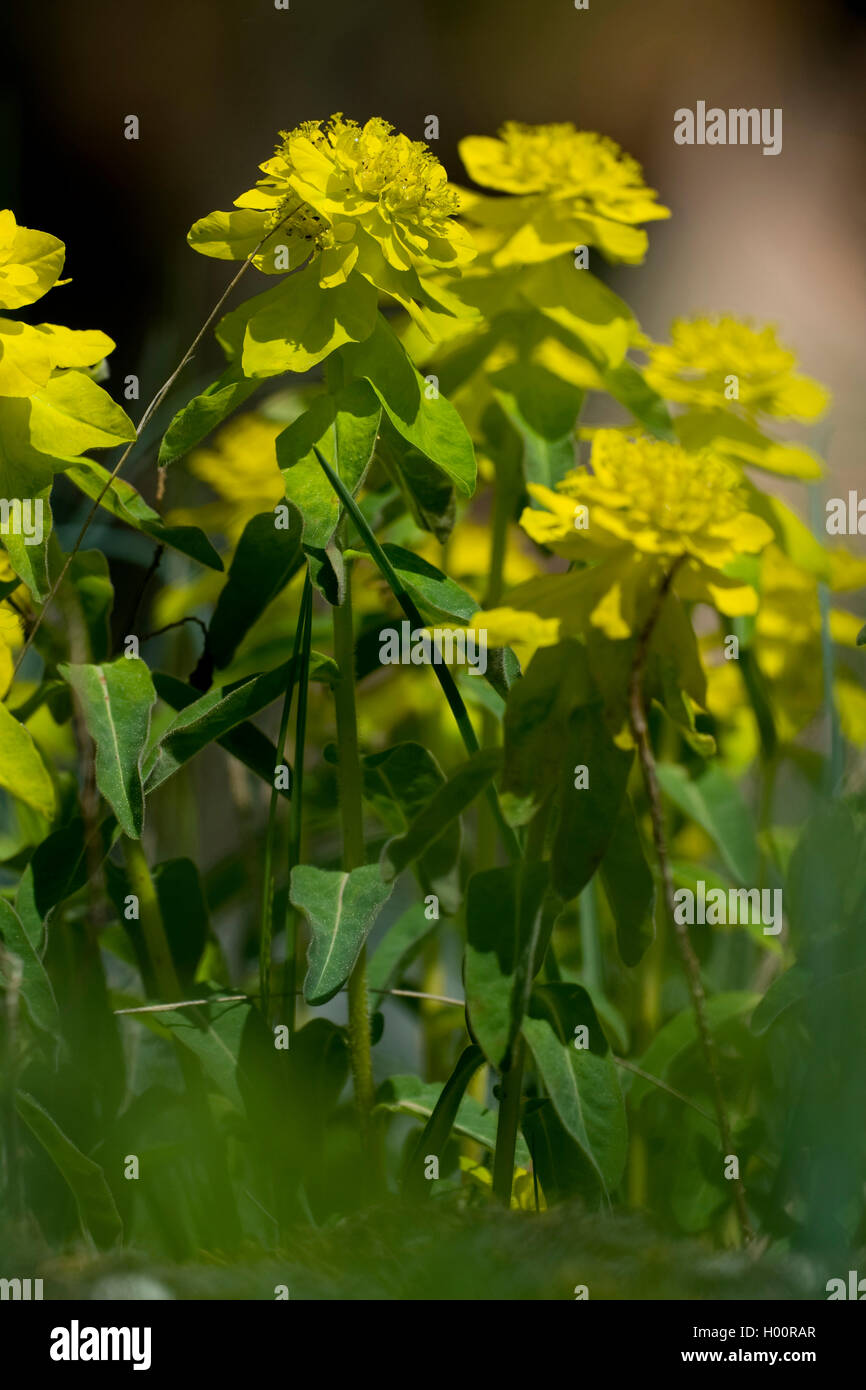 Cuscino (Euforbia Euphorbia epithymoides), fioritura, Austria Foto Stock