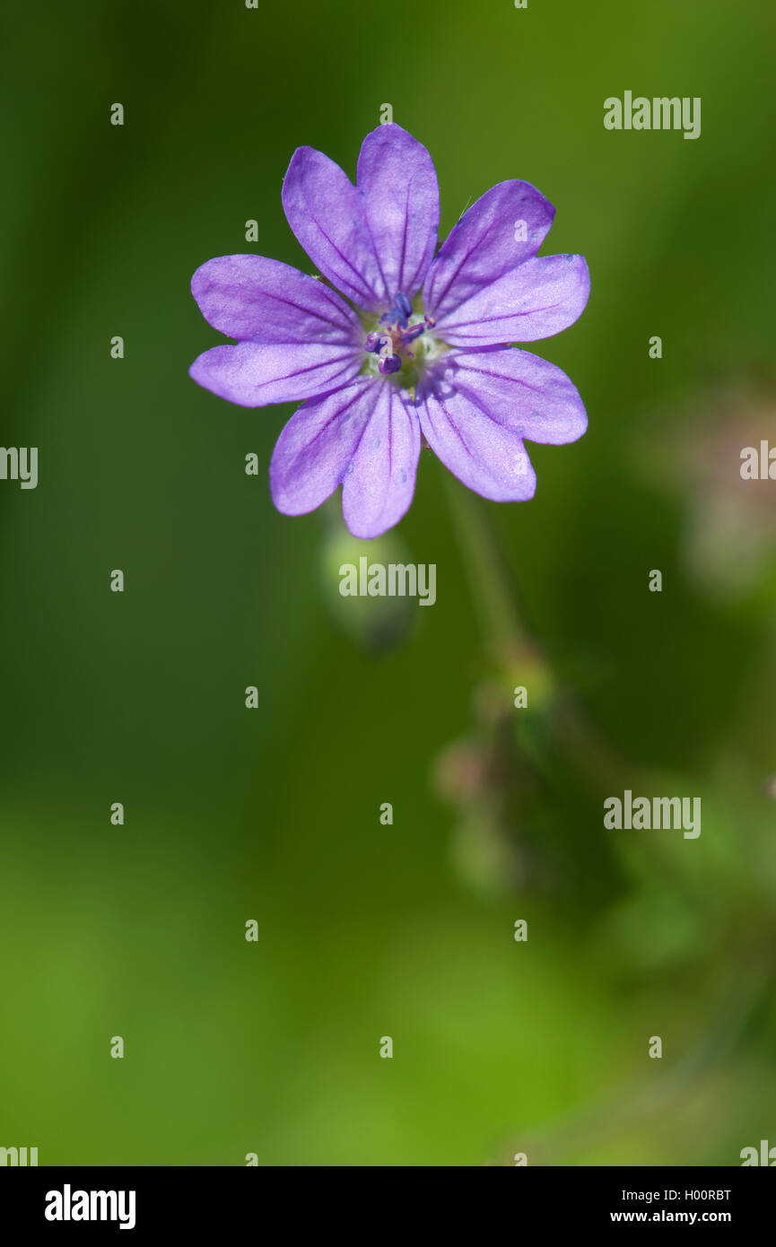 Siepe cranesbill, Pirenei cranesbill (Geranium pyrenaicum), fiore, Germania, Weinberge Zwingenberg Foto Stock