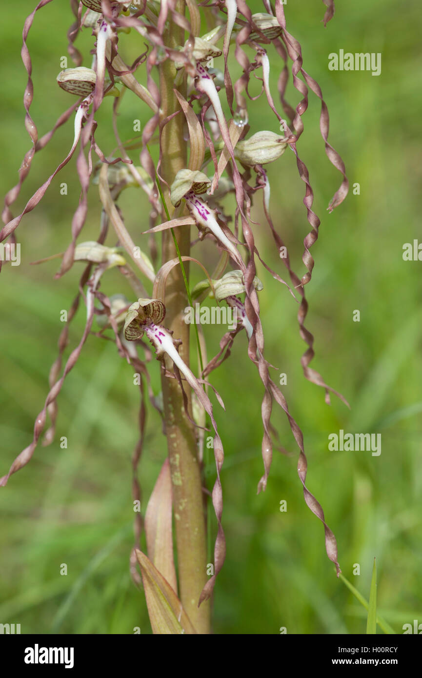 Lizard orchid (Himantoglossum hircinum), fiori, Germania Foto Stock