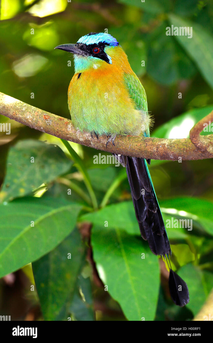 Blu-crowned Motmot (Momotus momota), si siede su un ramo, Costa Rica Foto Stock