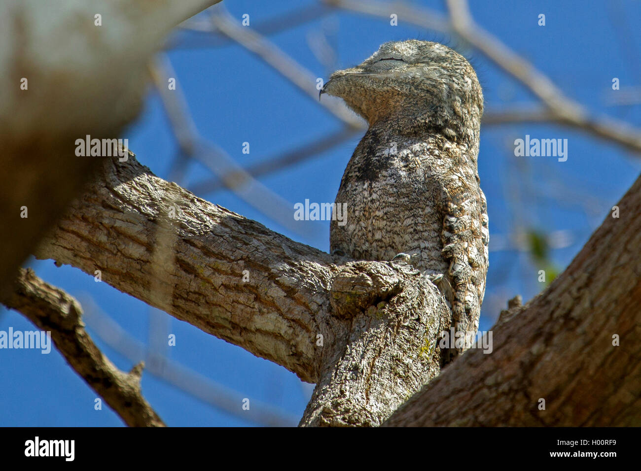Grande potoo (Nyctibius grandis), si siede su un ramo ben mimetizzata e dorme, Costa Rica Foto Stock