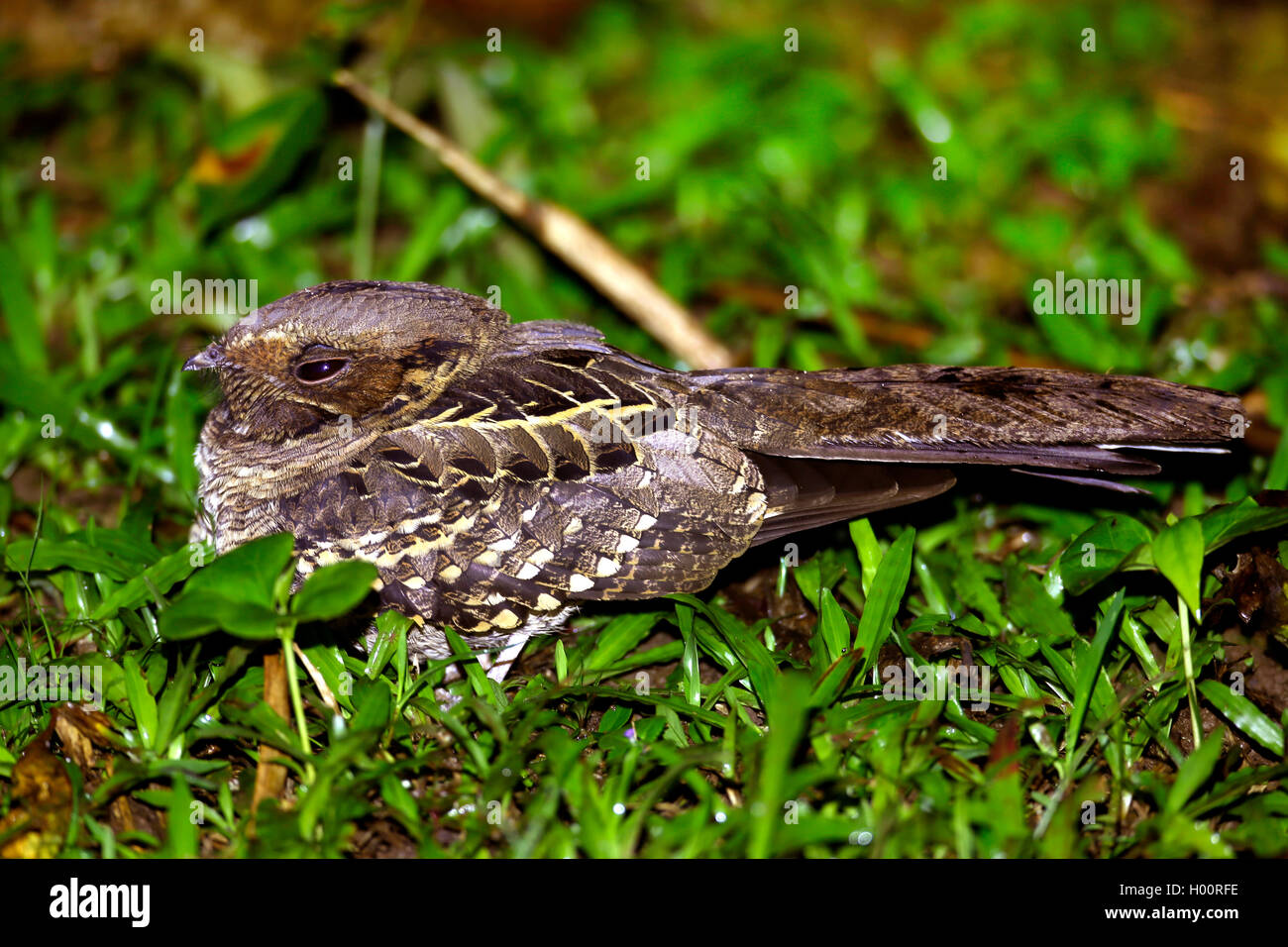 Comune (pauraque Nyctidromus albicollis), maschio, Costa Rica Foto Stock