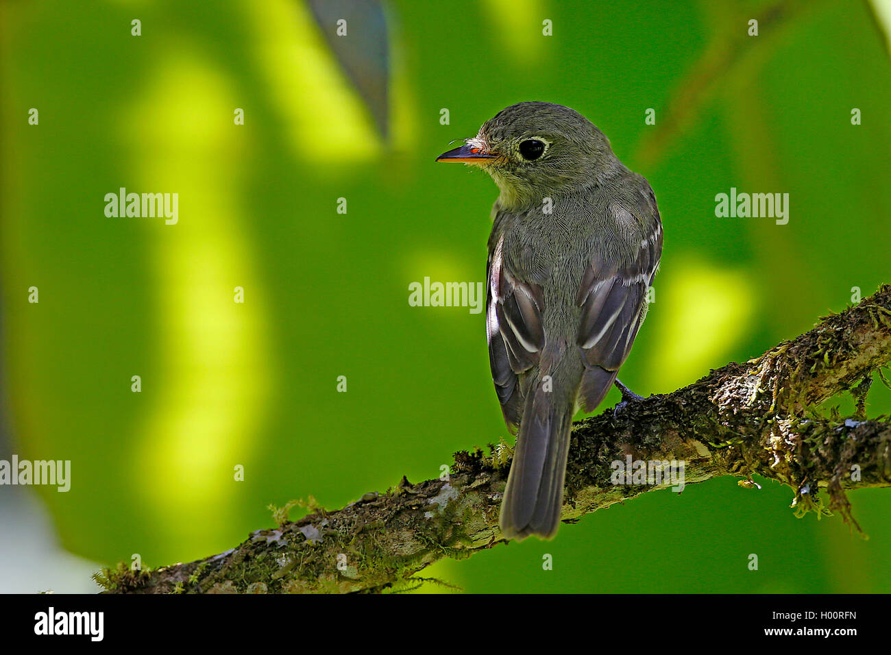 Parula trillo (Parula americana), si siede su un ramo, Costa Rica Foto Stock