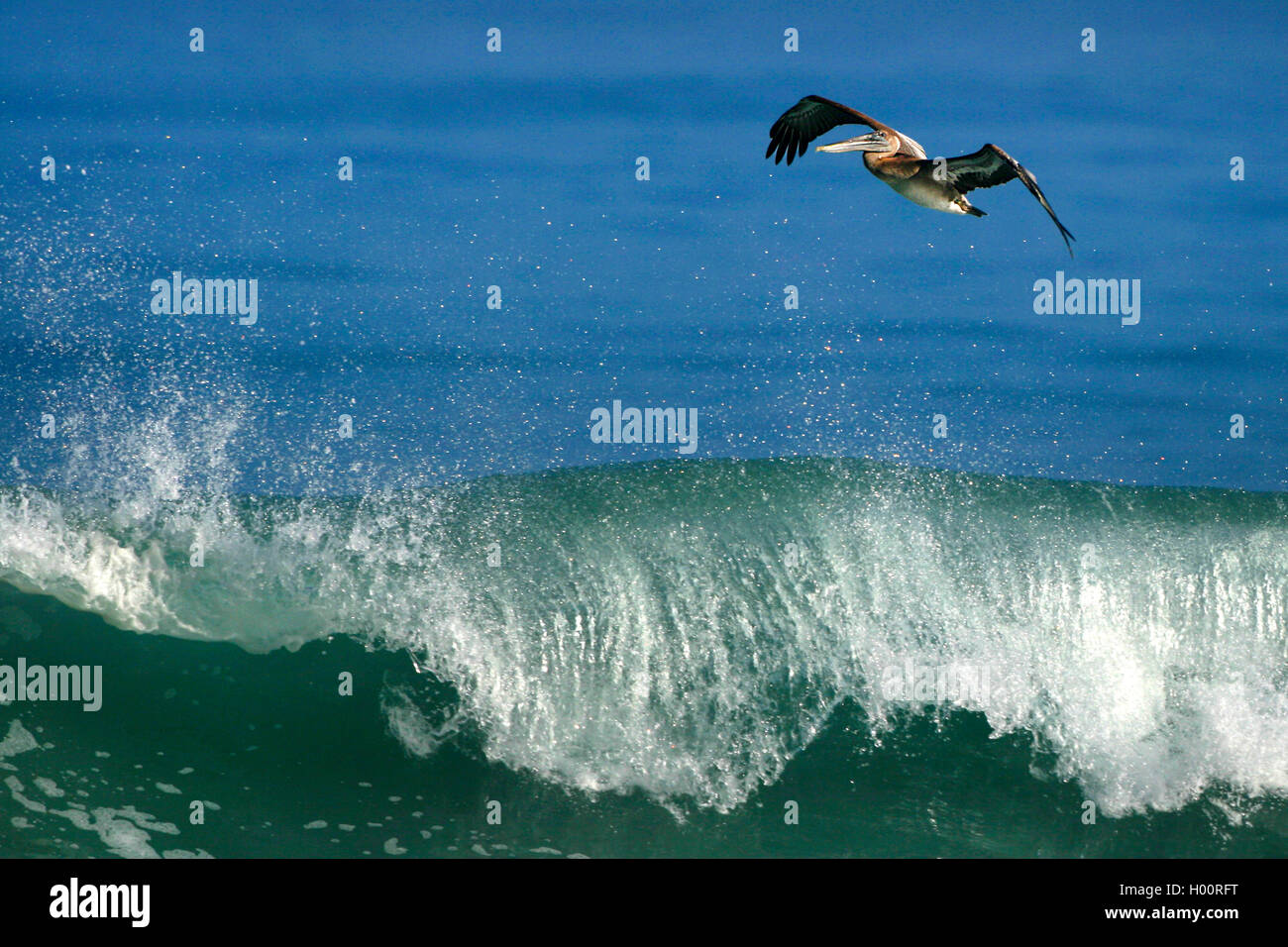 Pellicano marrone (Pelecanus occidentalis), vola sopra il surf, Costa Rica Foto Stock