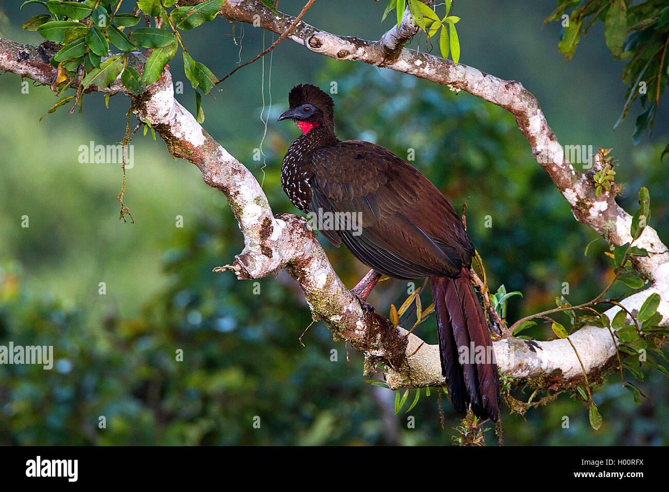 Crested guan (Penelope purpurascens), si siede su un ramo, Costa Rica Foto Stock