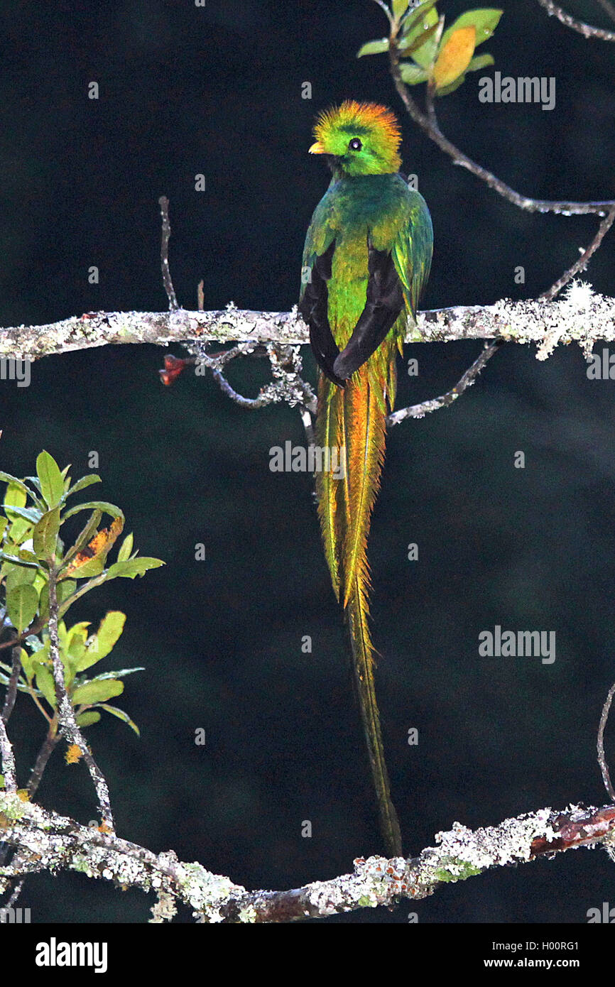 Risplendente quetzal (Pharomachrus mocinno), maschio, Costa Rica Foto Stock