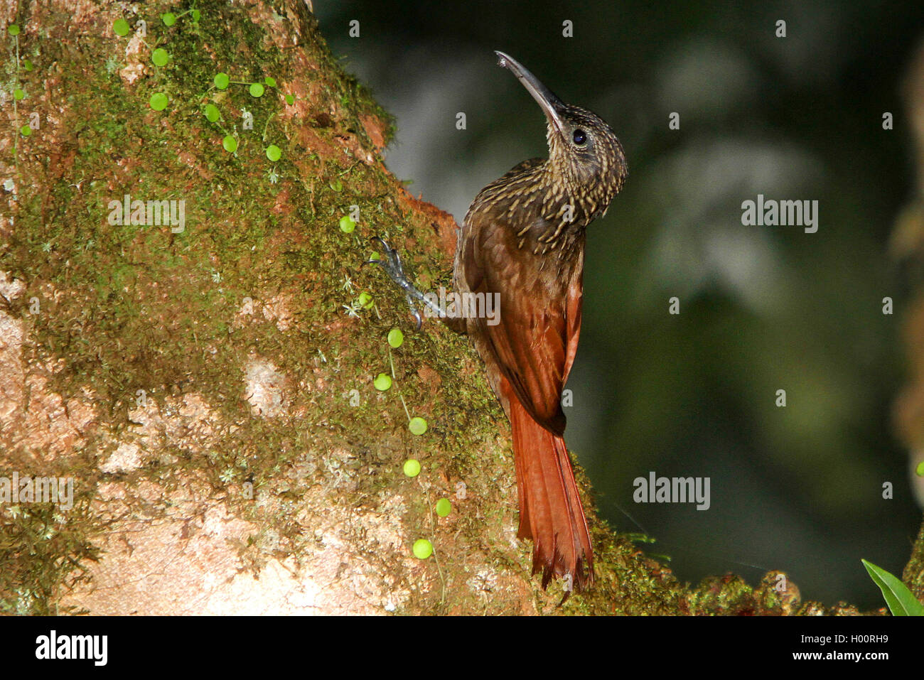 Woodcreeper cacao (Xiphorhynchus susurran), in corrispondenza di un tronco di albero, Costa Rica Foto Stock