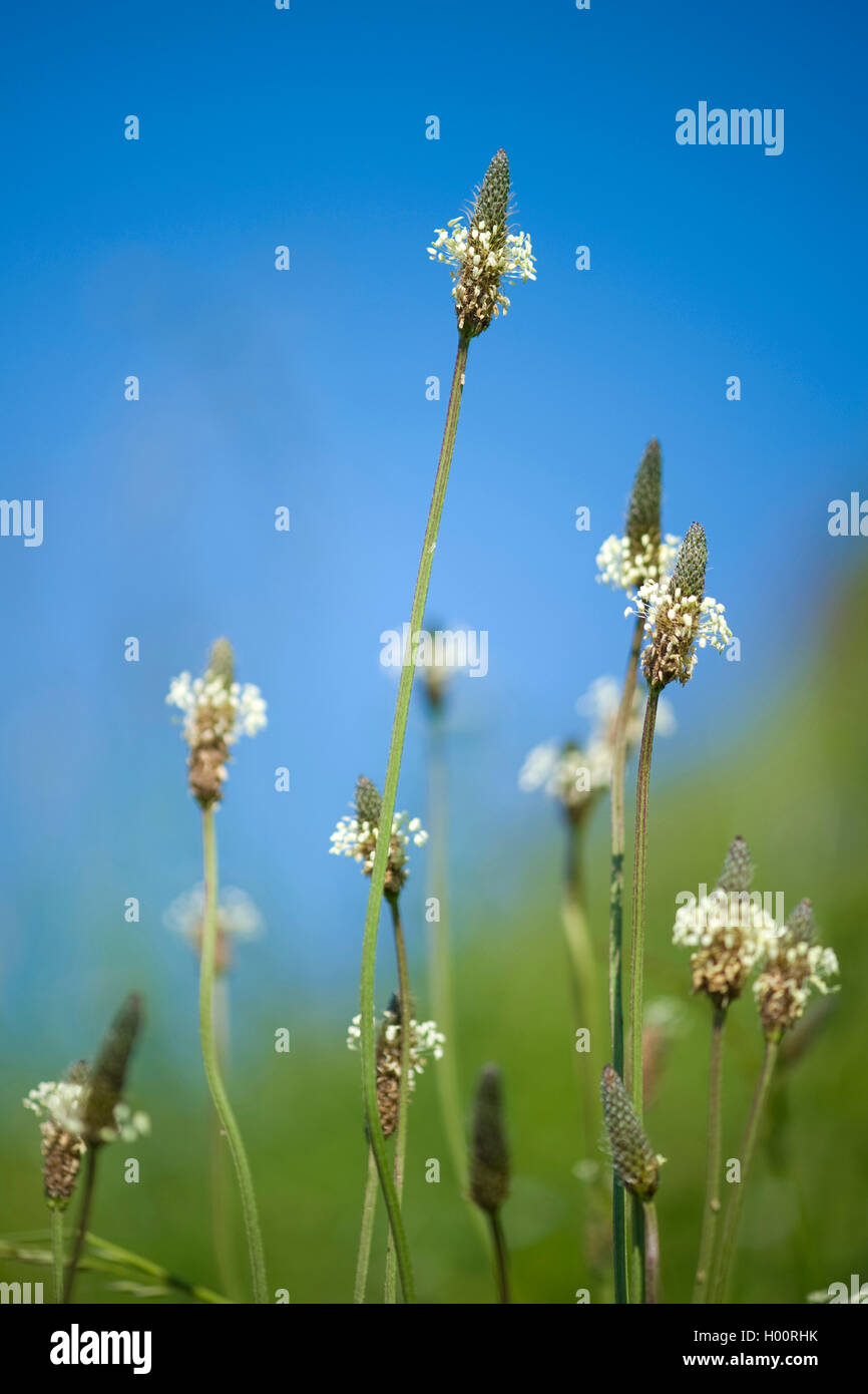 Buckhorn piantaggine, inglese piantaggine, ribwort piantaggine, la nervatura di erba, erba di ripple (Planzago lanceolata), fioritura, Germania Foto Stock