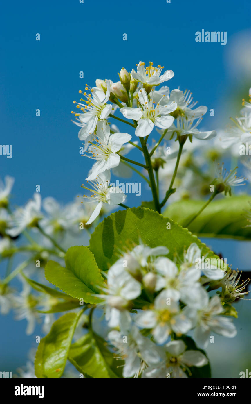 Profumato ciliegia, St Lucie ciliegia, amarene ciliegio (Prunus amarene, Cerasus amarene), fioritura, Germania Foto Stock