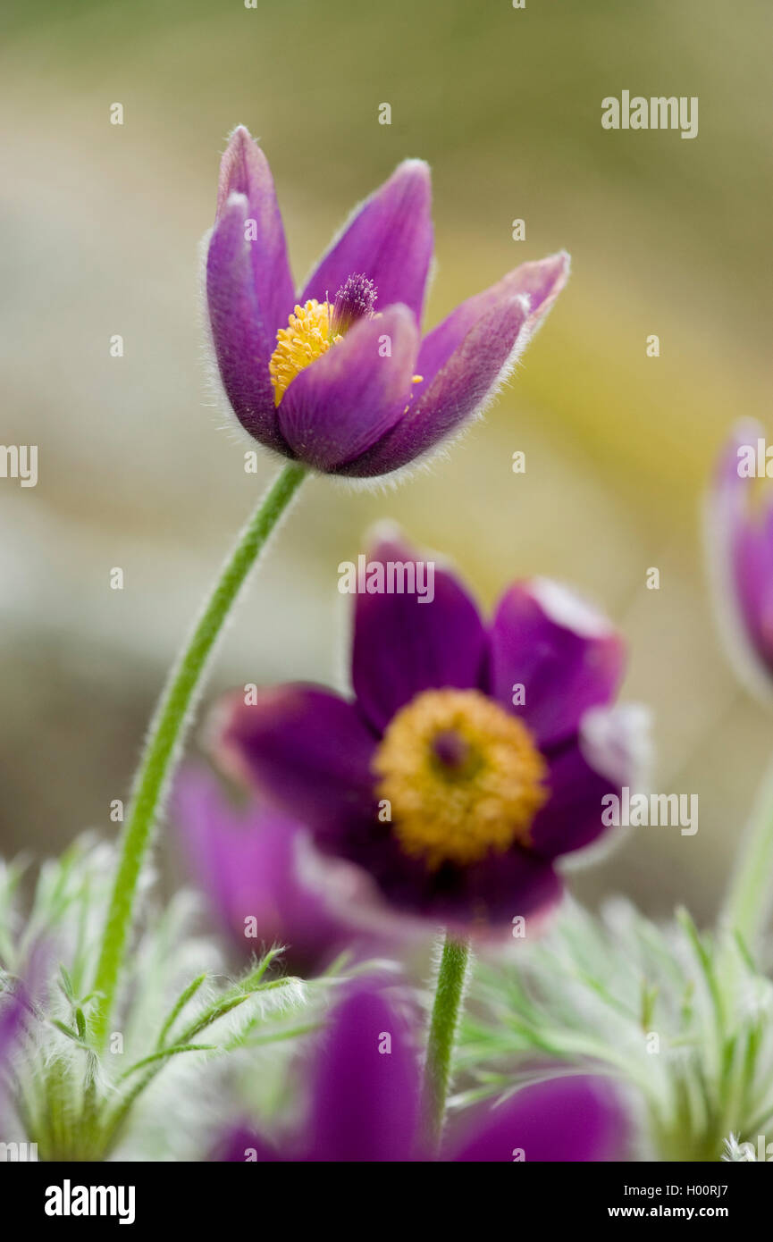 "Pasque flower (Pulsatilla vulgaris), fioritura, Germania, BG DA Foto Stock