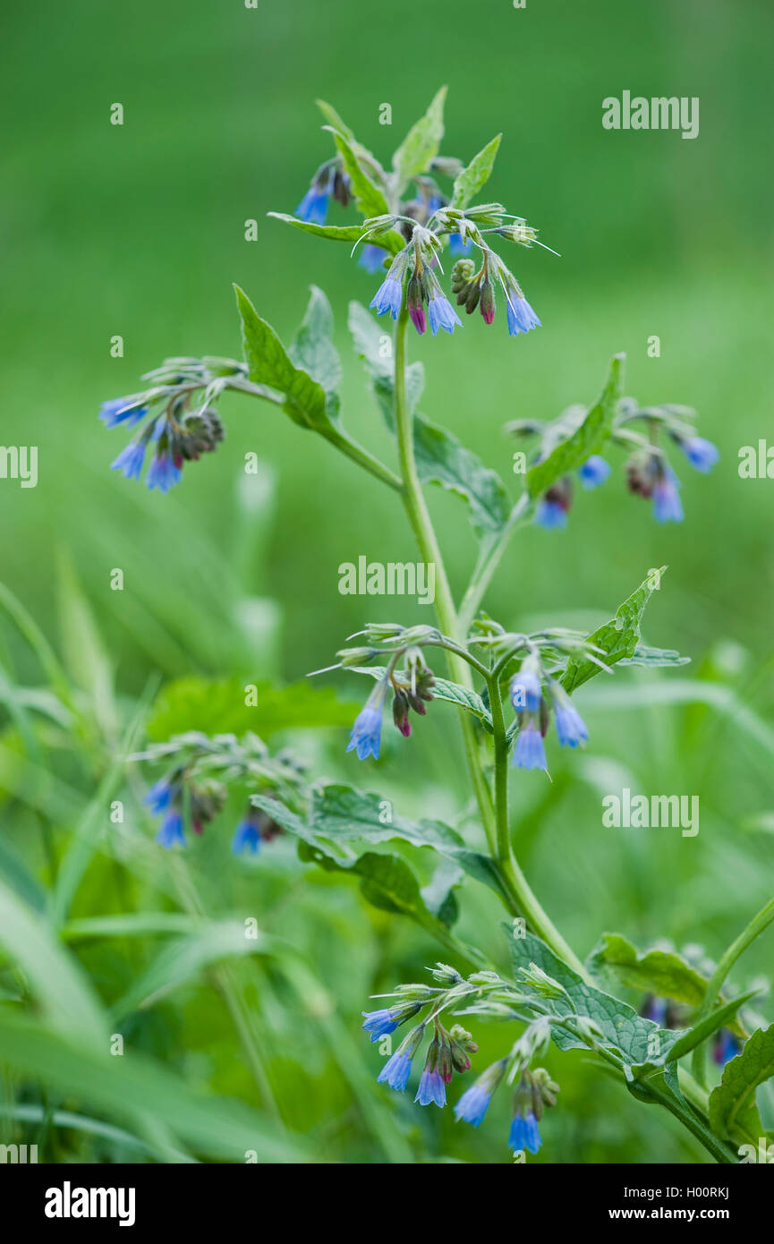 Comfrey caucasico (Symphytum caucasicum), fioritura, Alsbach Foto Stock