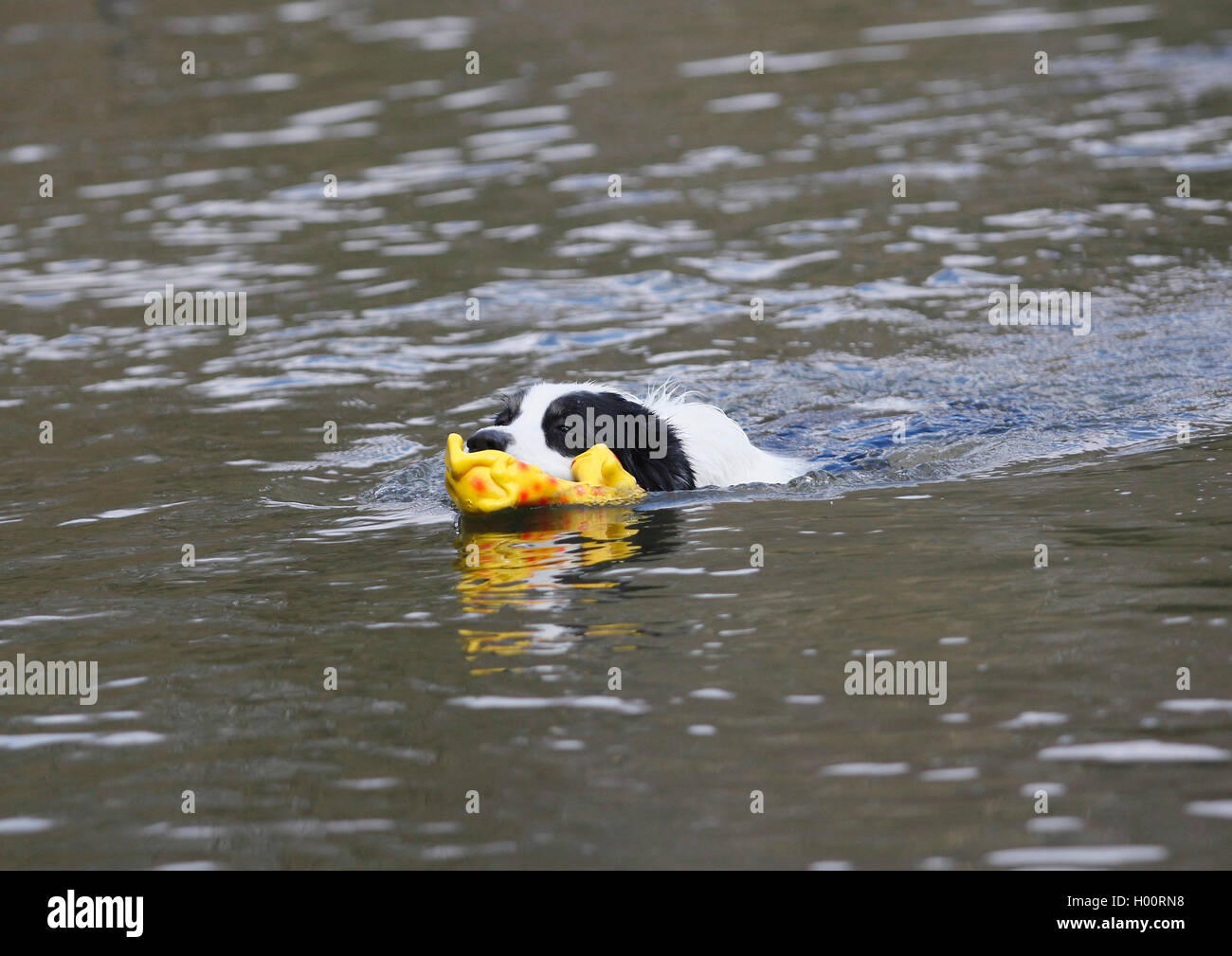 Pastore australiano (Canis lupus f. familiaris), Ruede schwimmt Mit einem Spielzeug im Wasser, Deutschland | pastore australiano Foto Stock
