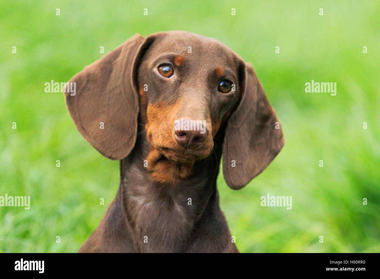 A pelo corto Bassotto a pelo corto salsiccia cane, cane domestico (Canis lupus f. familiaris), nove mesi ella-dog sitter in un prato, ritratto, Germania Foto Stock