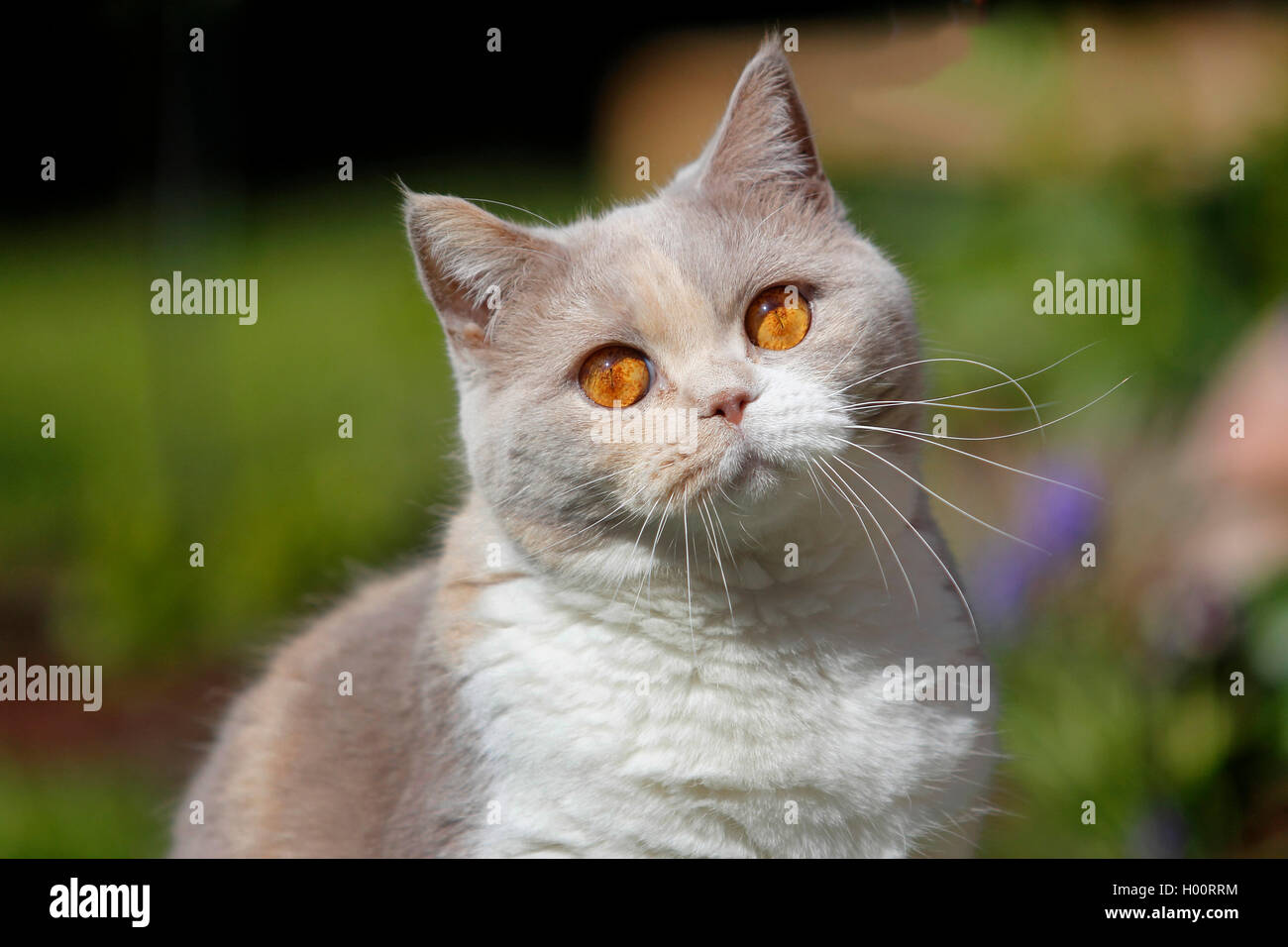 British Shorthair (Felis silvestris f. catus), quattro anni British Shorthair cat in lilac tortie white, ritratto Foto Stock