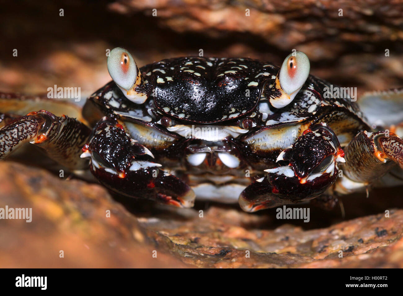 Lightfoot crab, Sally-lightfoot Crab (Grapsus tenuicrustatus), Ritratto, Seicelle Foto Stock
