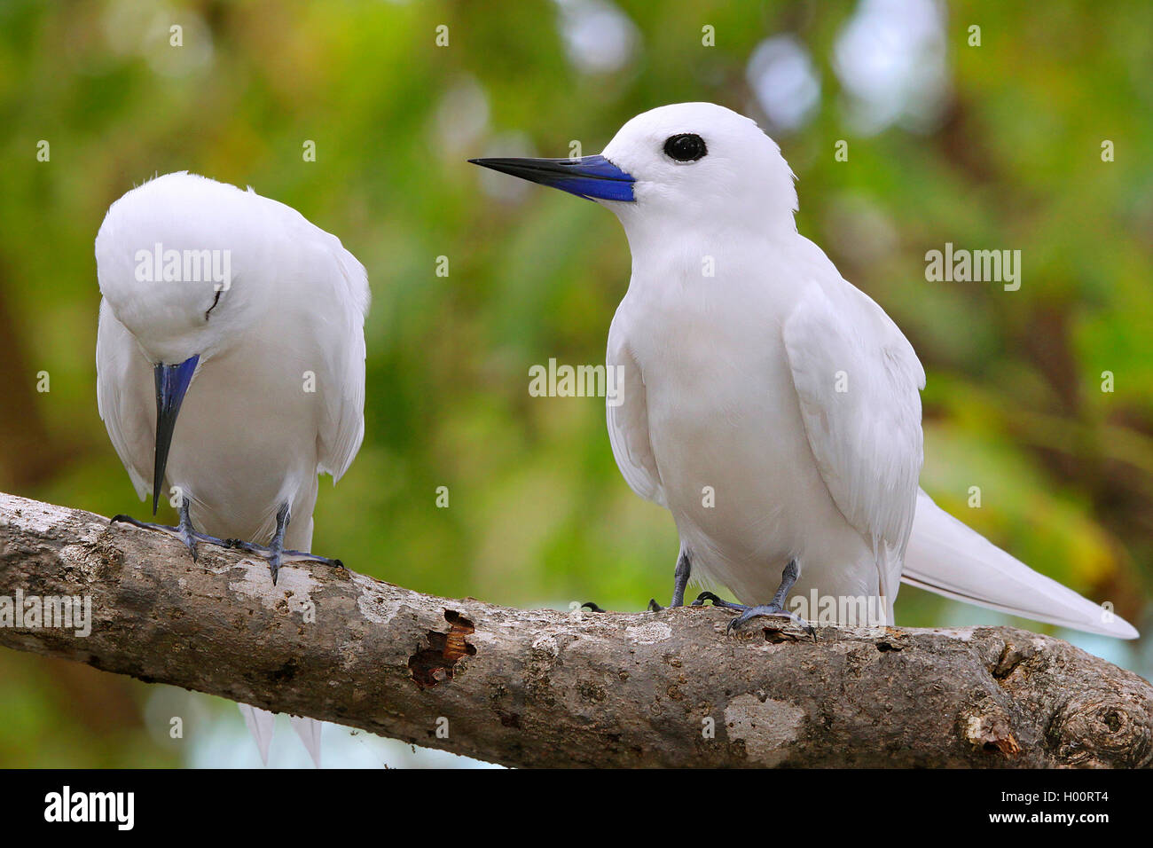 Bianco (tern Gygis alba), due sterne bianche sedersi su un ramo, Seicelle Foto Stock