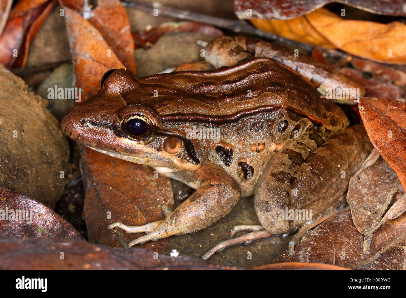 Forrers Grasfrosch (Lithobates forreri, Rana forreri), auf Falllaub, Costa Rica | Forrer's Leopard Rana, Forrer erba Frog (Li Foto Stock