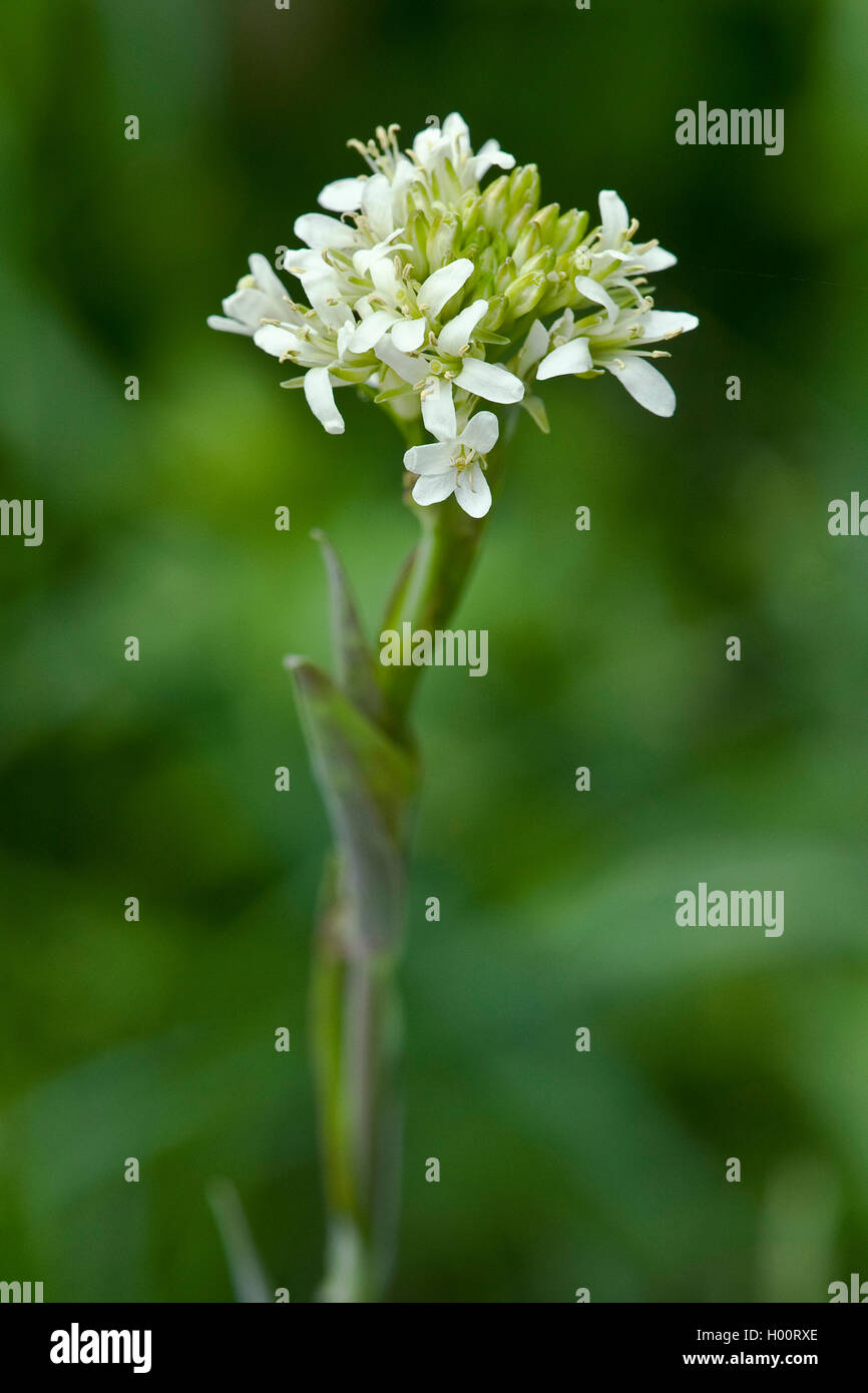 Torre di senape (Arabis glabra, Turritis glabra), fioritura, Germania Foto Stock