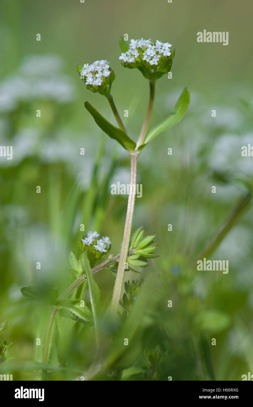 Cornsalad comune, la valeriana, europeo (cornsalad Valerianella locusta), fioritura, Germania Foto Stock