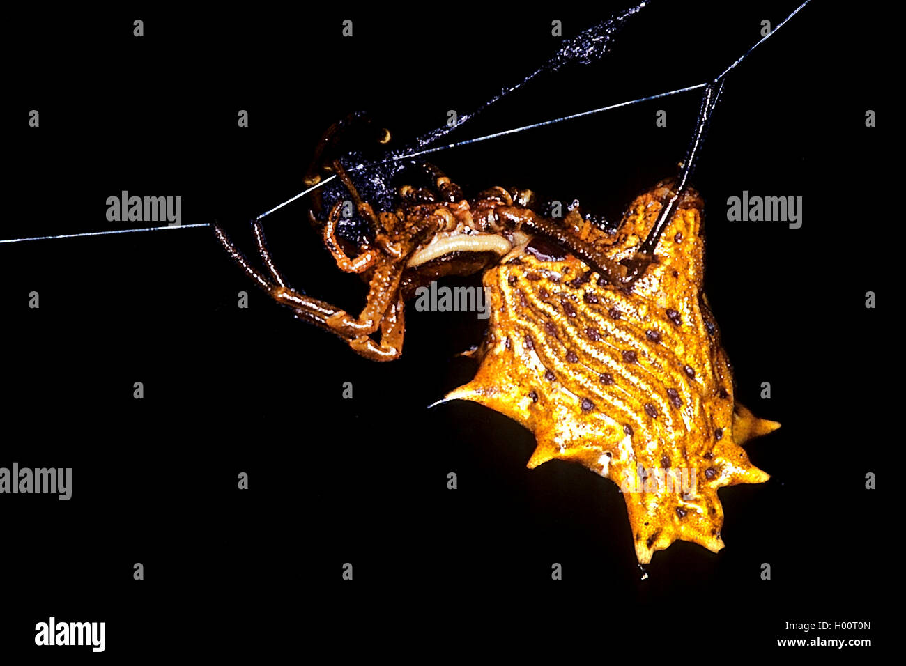 Tropische Radnetzspinne, Micrathena gracilis (Micrathena gracilis), im Netz, Costa Rica | orb-tessitura spider (Micrathena gracili Foto Stock