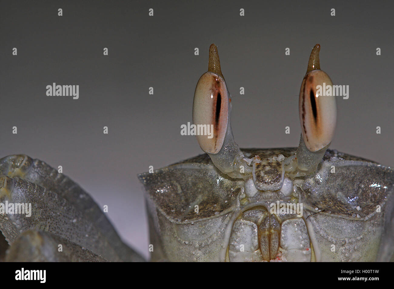 Indo-pacifico ghost crab, Horn-eyed Granchi fantasma (Ocypode ceratophthalma), Ritratto, Seicelle Foto Stock