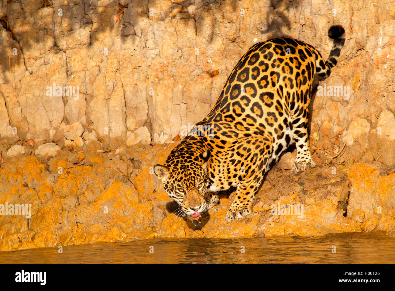 Jaguar (Panthera onca), sulla riva, Brasile, Pantanal Foto Stock