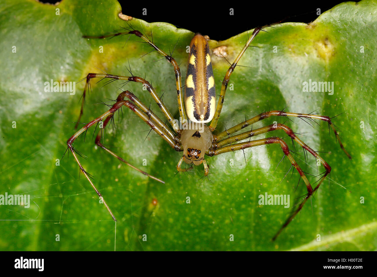 Lynx spider (Peucetia rubrolineata), si siede su una foglia, Costa Rica Foto Stock