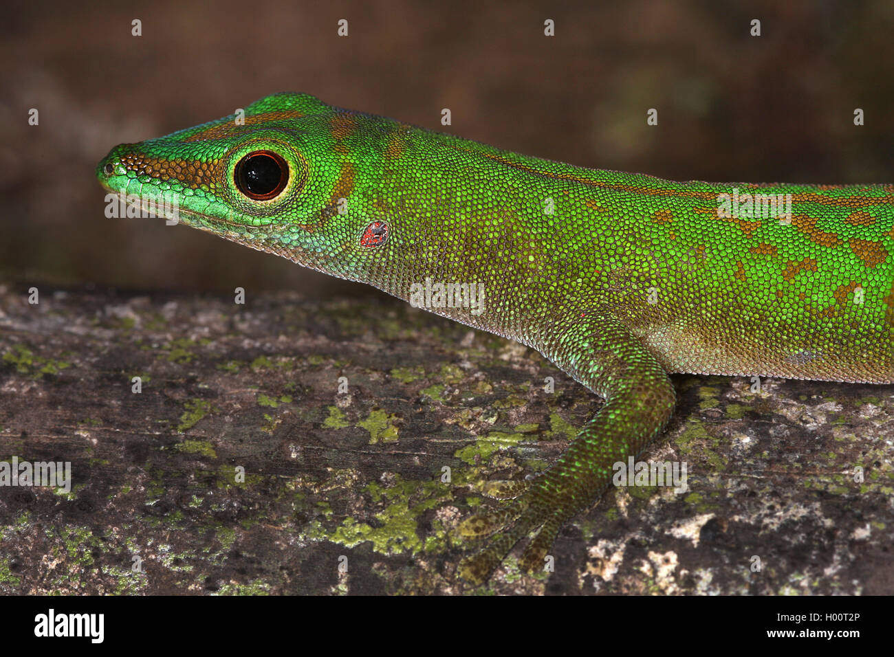 Green Day Gecko (Phelsuma astriata), Ritratto, Seicelle Foto Stock