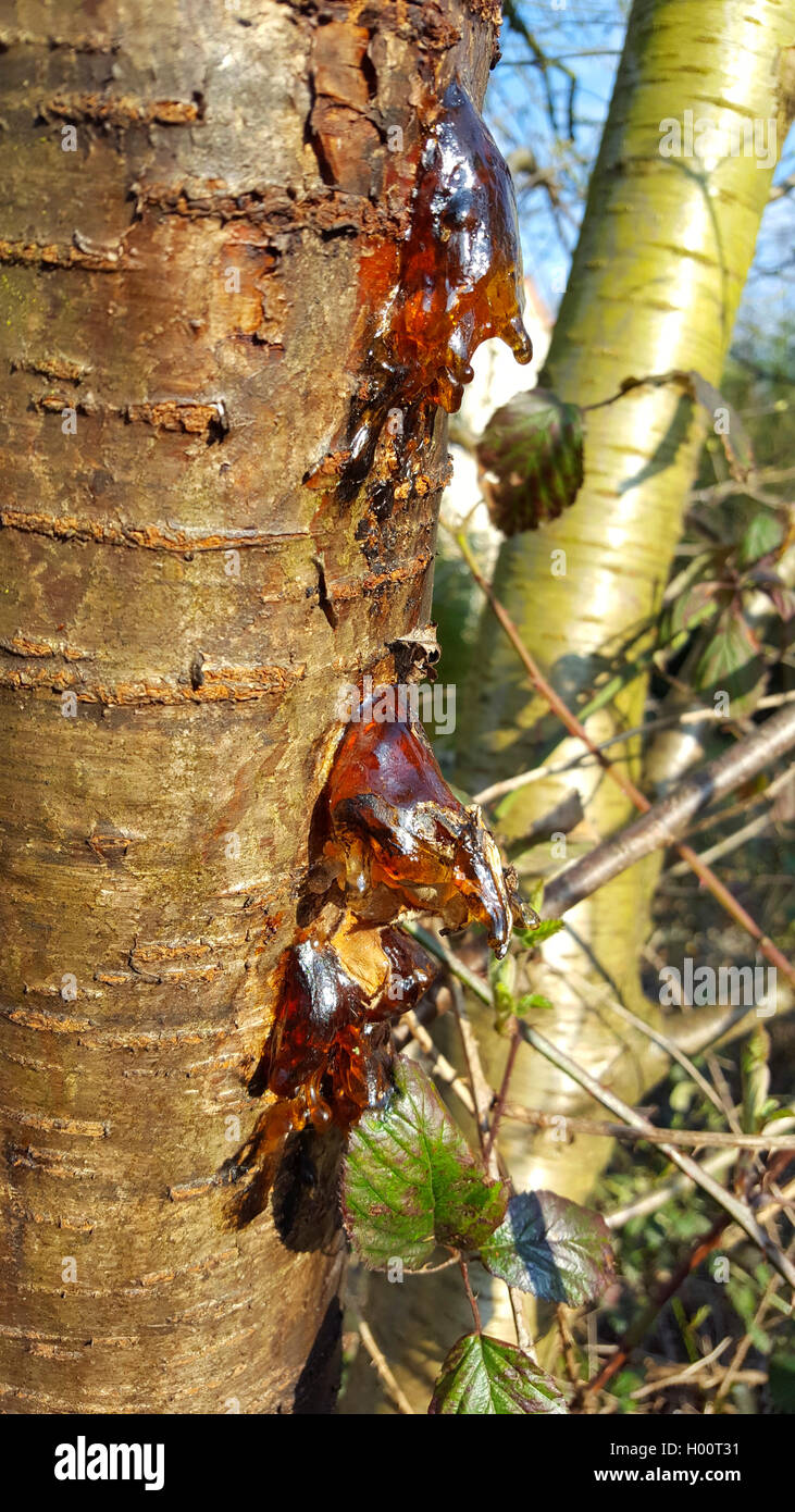 Il ciliegio, ciliegio dolce (Prunus avium), ciliegio tronco essudanti resina,  Germania Foto stock - Alamy