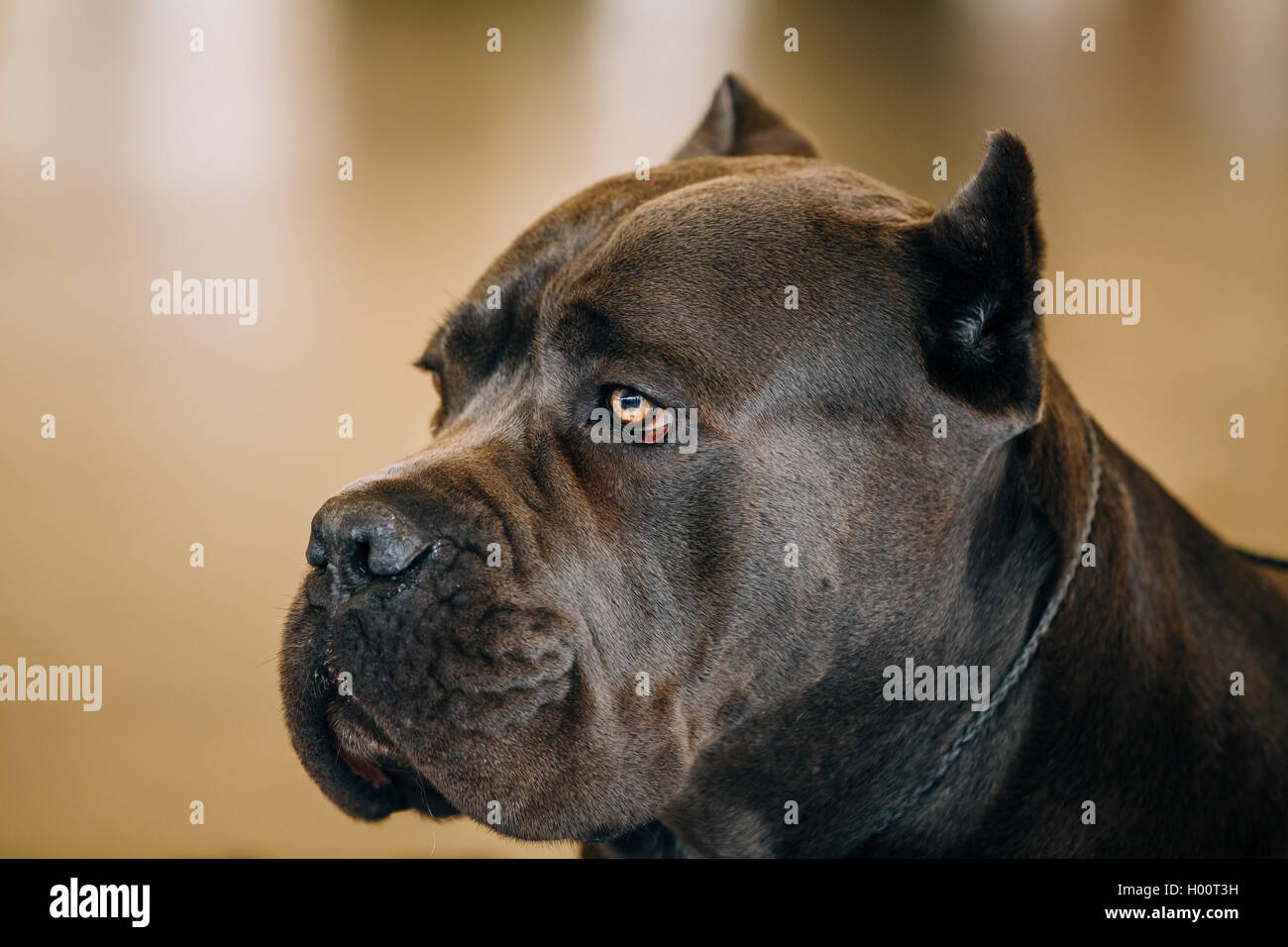 Brown adulto di Cane Corso Close Up ritratto Foto Stock