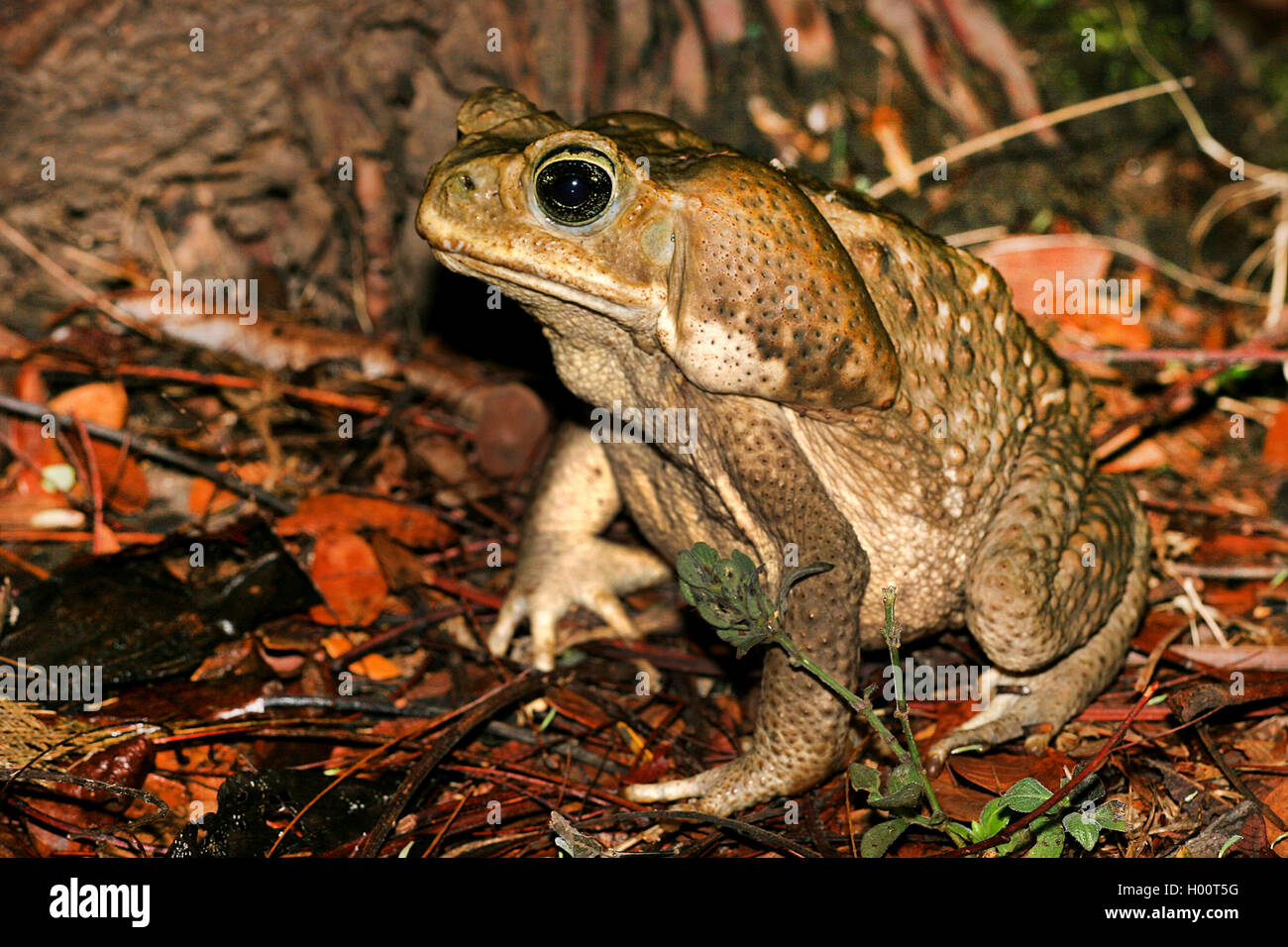Il rospo gigante, Marine, il Rospo Rospo di canna, sud americana Neotropical toad (Bufo marinus, Rhinella marina), siede sulla terra, Costa Rica Foto Stock
