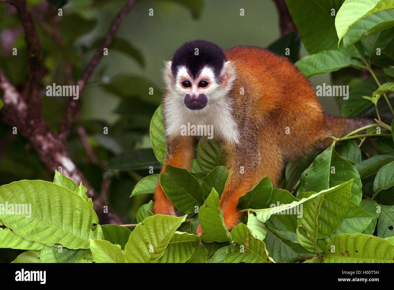 Red-backed Scimmia di scoiattolo, America Centrale Scimmia di scoiattolo (Saimiri oerstedii), si siede su un albero, Costa Rica Foto Stock