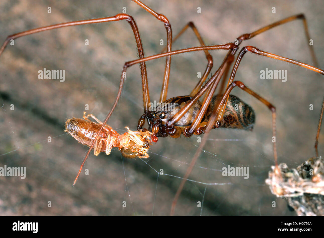 Spitting spider (Scytodes spec.), con la preda, Costa Rica Foto Stock