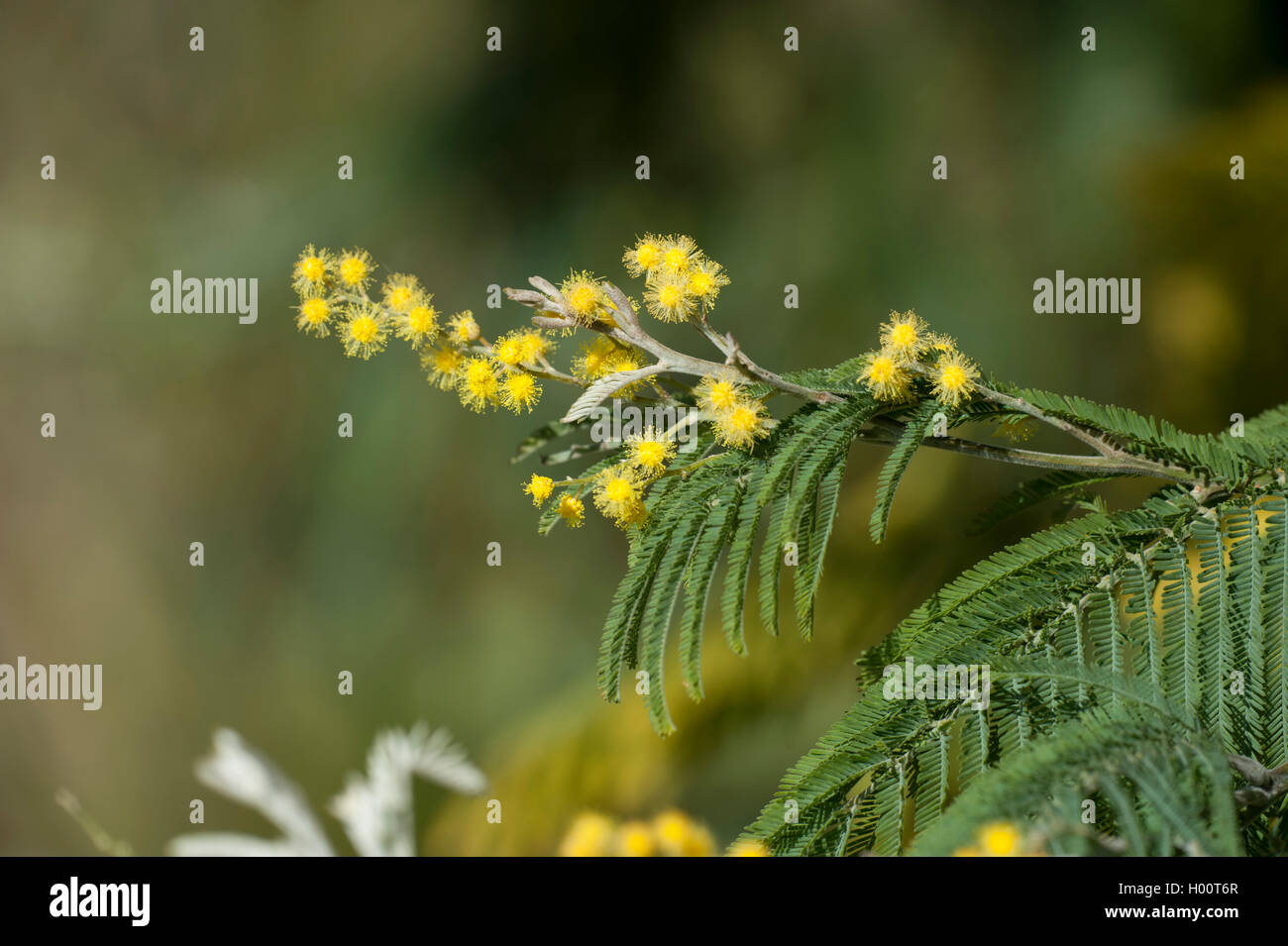 Graticcio di argento (Acacia dealbata), fioritura Foto Stock