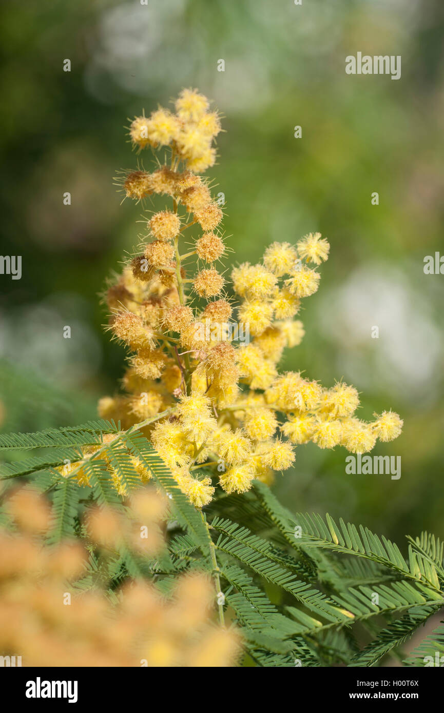 Nero, graticcio graticcio di Sydney (Acacia decurrens), fioritura Foto Stock