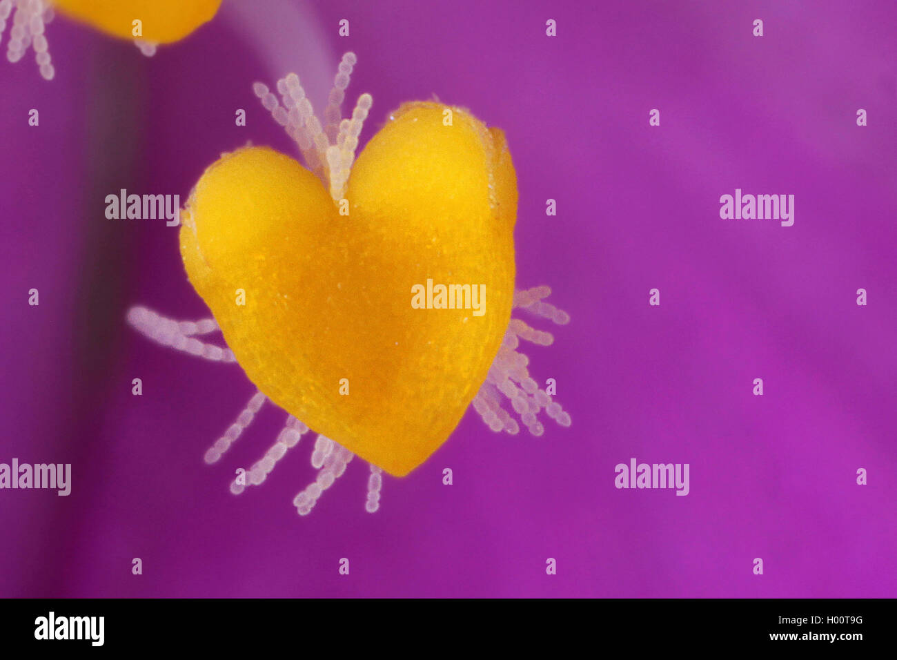 A forma di cuore stame Foto Stock