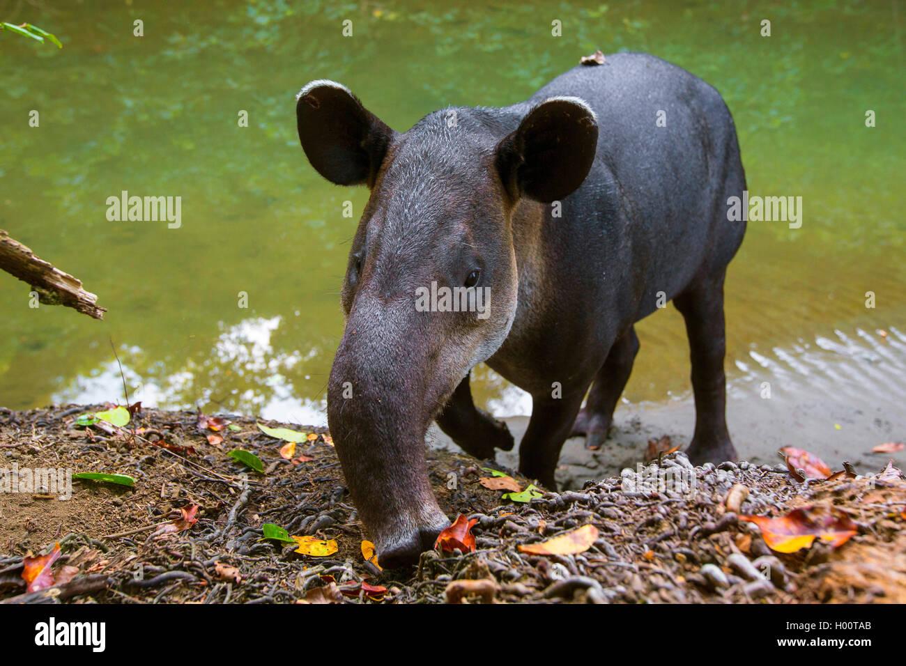 Baird il tapiro, America Centrale il tapiro (Tapirus bairdii), sulla riva, Costa Rica Foto Stock