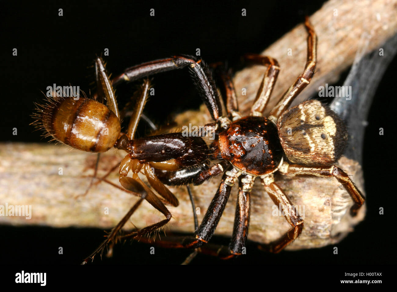 Il granchio tropicale ragni (Thomisidae), con catturato ant, Costa Rica Foto Stock