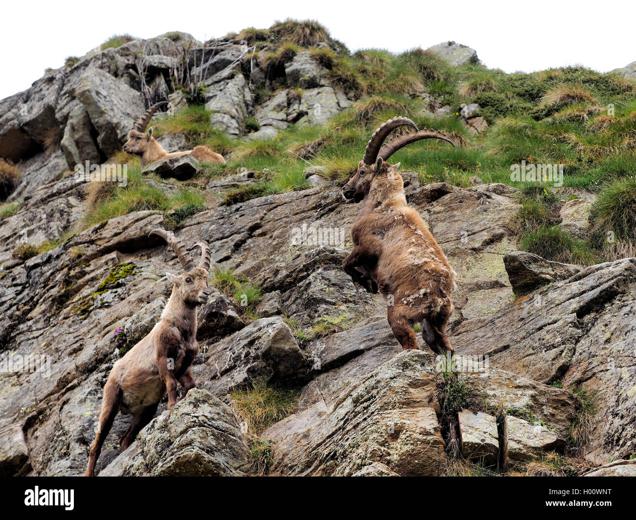 Stambecco delle Alpi (Capra ibex, Capra ibex ibex), giovani ibices nella lotta giocoso, Italia, il Parco Nazionale del Gran Paradiso, Ceserole reale Foto Stock