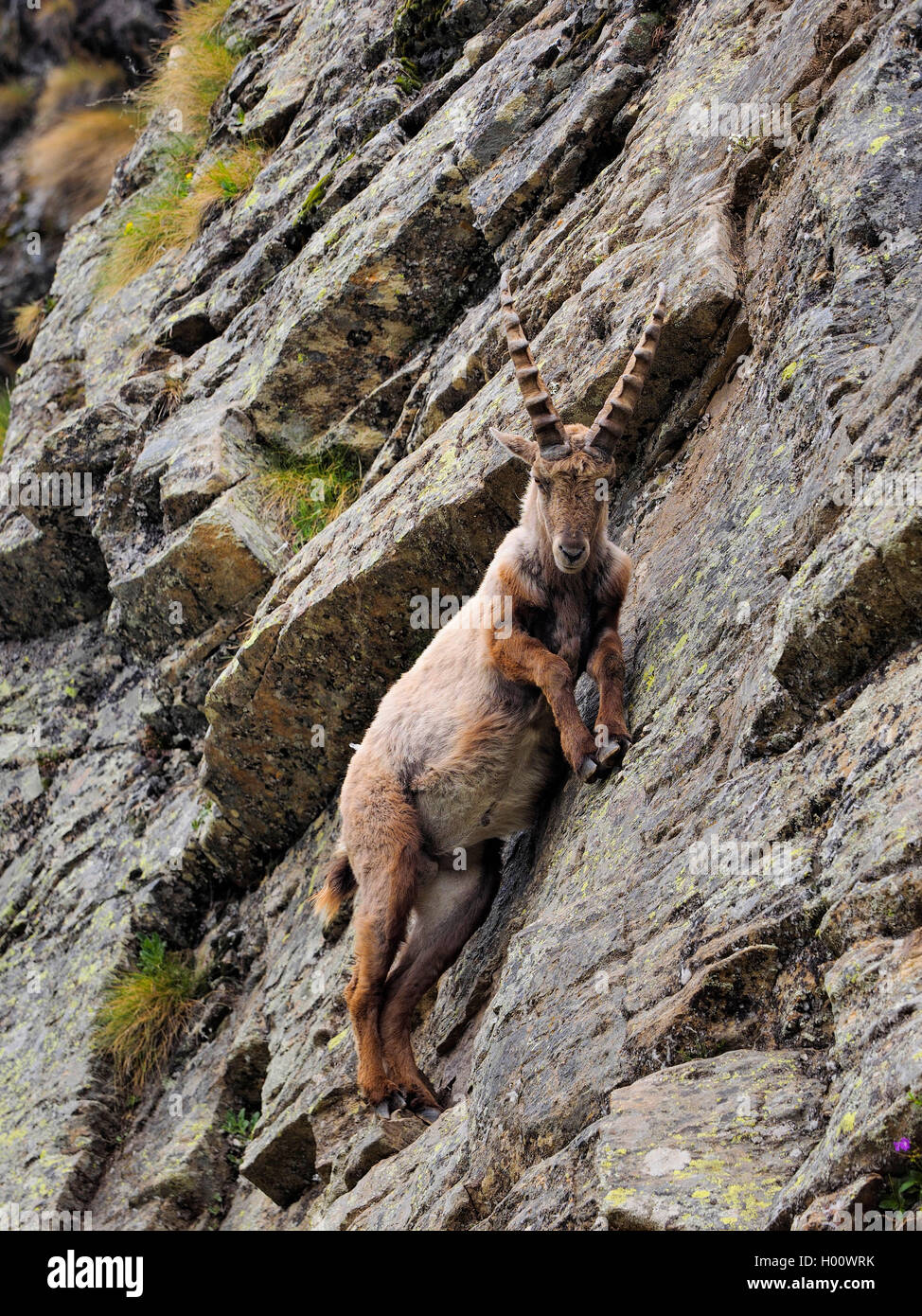 Stambecco delle Alpi (Capra ibex, Capra ibex ibex), ibex in corrispondenza di una parete di roccia, l'Italia, il Parco Nazionale del Gran Paradiso, Ceserole reale Foto Stock