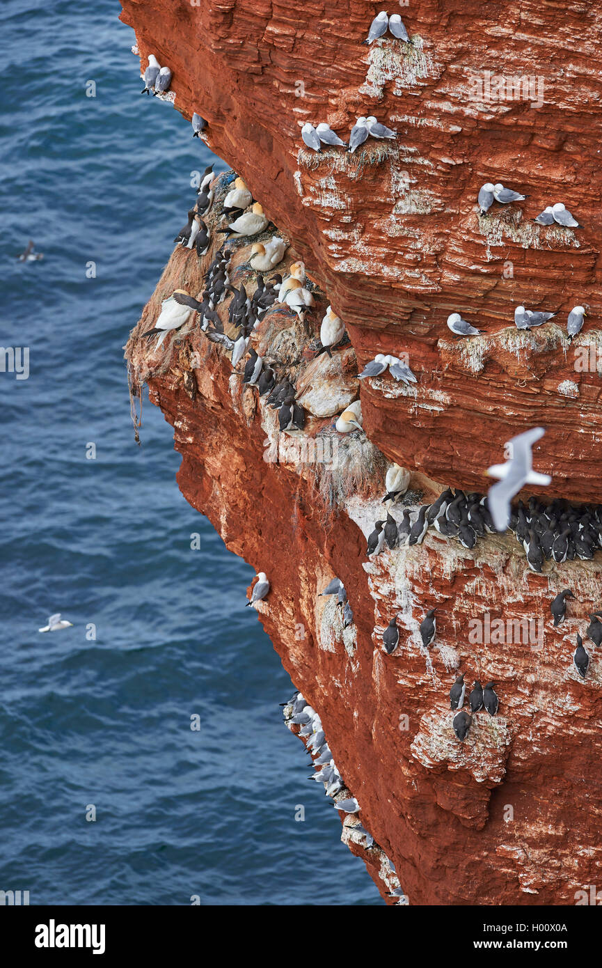 Northern gannet (Sula bassana, Morus bassanus), con comuni murre (Uria aalge) sulla roccia di uccello della Lange Anna, Germania, Schleswig-Holstein, Isola di Helgoland Foto Stock