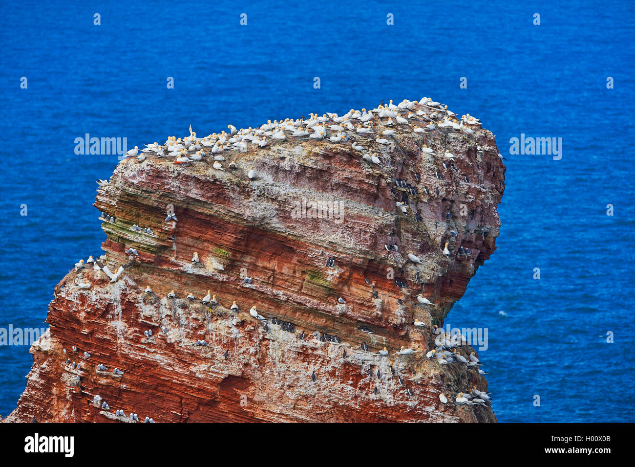 Northern gannet (Sula bassana, Morus bassanus), con comuni murre (Uria aalge) sulla roccia di uccello della Lange Anna, Germania, Schleswig-Holstein, Isola di Helgoland Foto Stock
