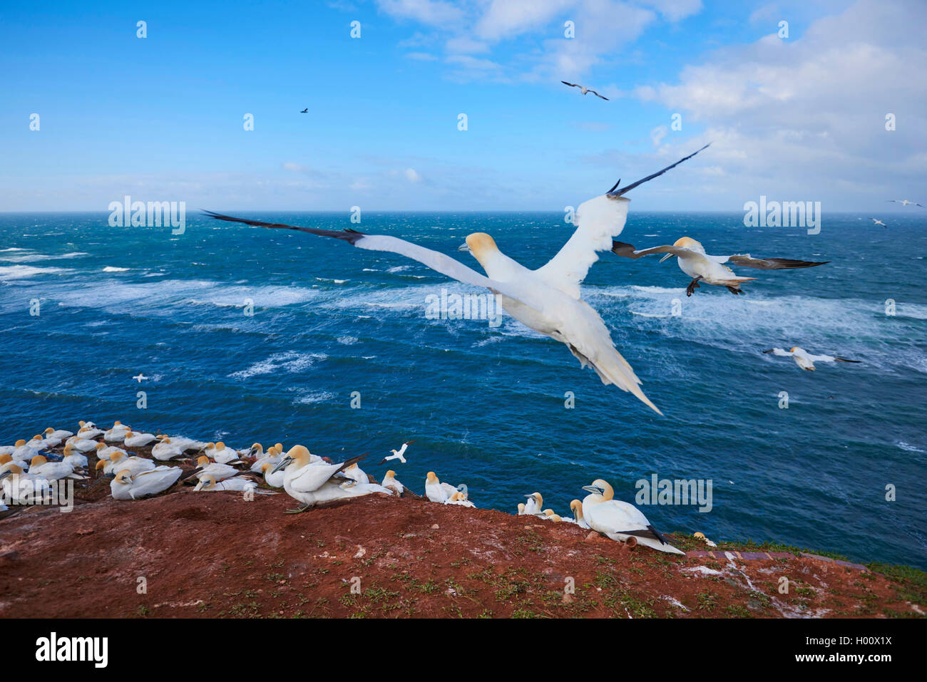 Northern gannet (Sula bassana, Morus bassanus), in volo sopra il mare del Nord, Germania, Schleswig-Holstein, Isola di Helgoland Foto Stock