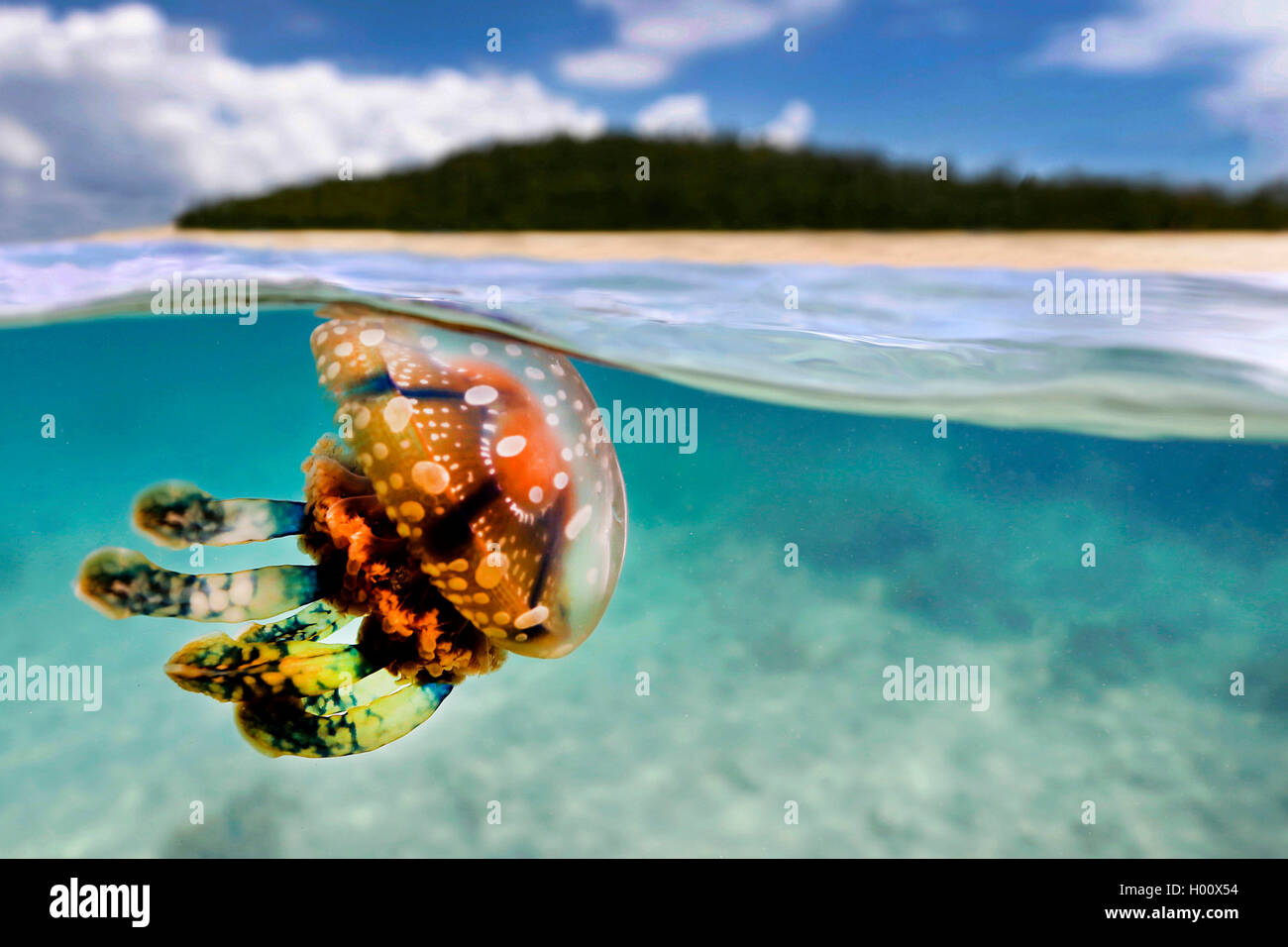 Mastigias meduse, Spotted Medusa (Mastigias papua), a livello diviso foto, Filippine Foto Stock